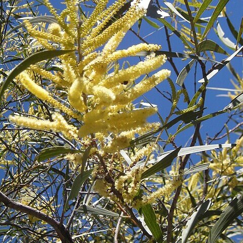 Acacia aulacocarpa unspecified picture