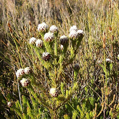 Leucadendron sorocephalodes unspecified picture