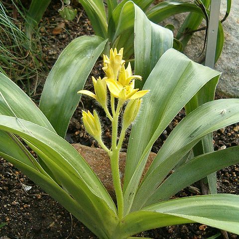 Hypoxidaceae unspecified picture