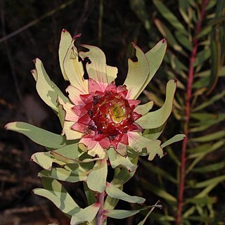 Leucadendron pubibracteolatum unspecified picture