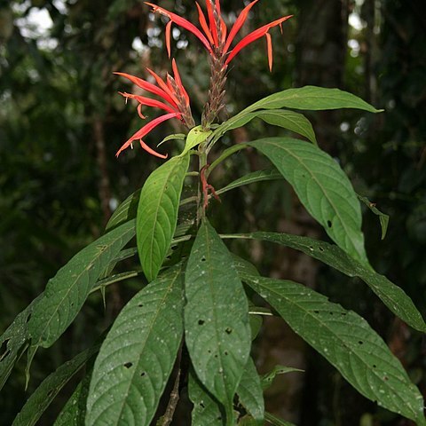 Aphelandra golfodulcensis unspecified picture