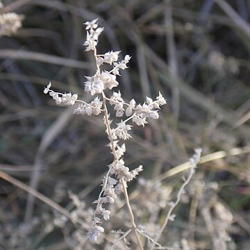 Eragrostis echinochoidea unspecified picture