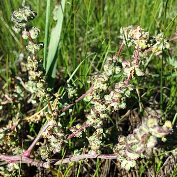 Atriplex intracontinentalis unspecified picture