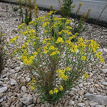 Senecio nevadensis unspecified picture