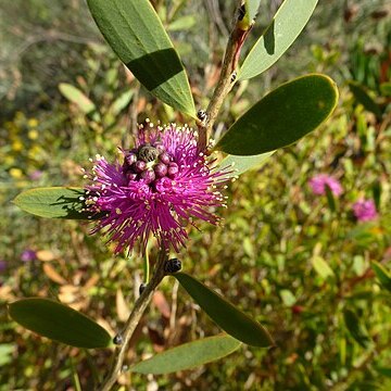 Melaleuca conothamnoides unspecified picture