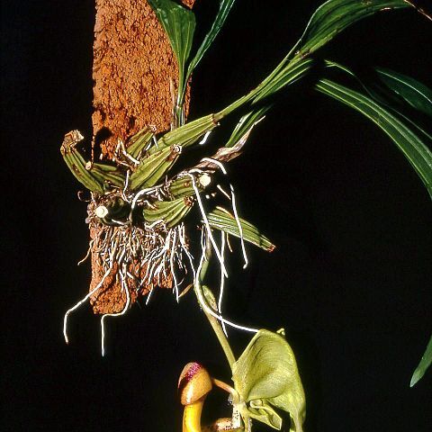 Coryanthes verrucolineata unspecified picture