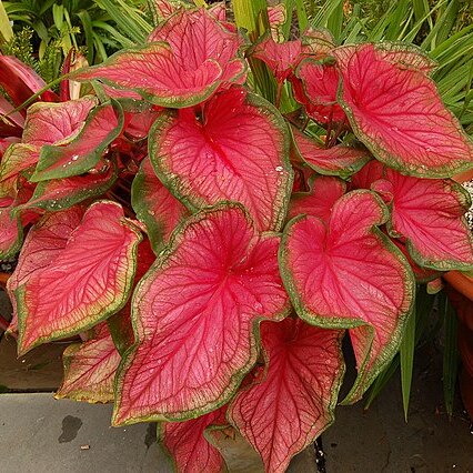 Caladium unspecified picture