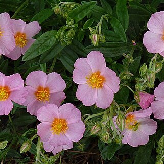 Helianthemum sulphureum unspecified picture