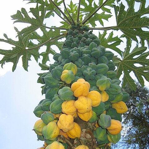 Vasconcellea pubescens unspecified picture