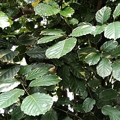 Polyscias paniculata unspecified picture