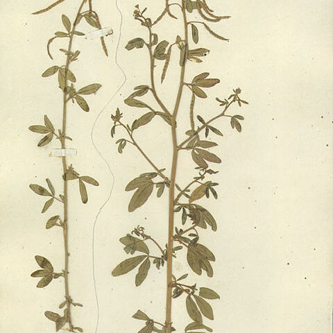 Cleome ornithopodioides unspecified picture