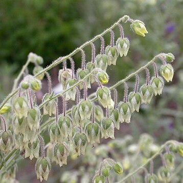 Emmenanthe penduliflora unspecified picture