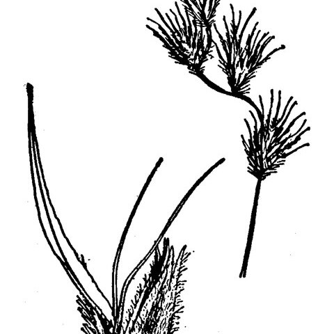 Bouteloua chondrosioides unspecified picture