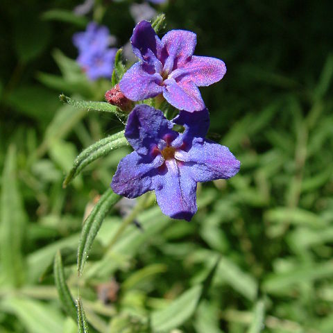 Lithospermum unspecified picture