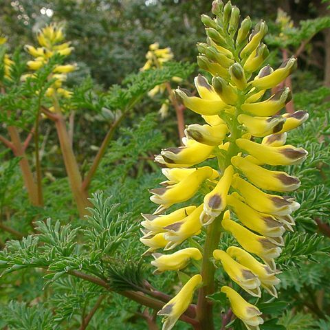 Corydalis heterocarpa var. japonica unspecified picture