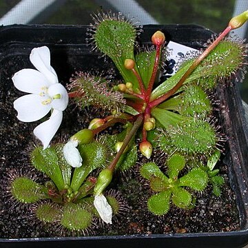 Drosera aberrans unspecified picture