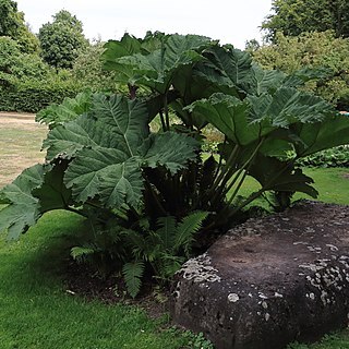 Gunnera macrophylla unspecified picture