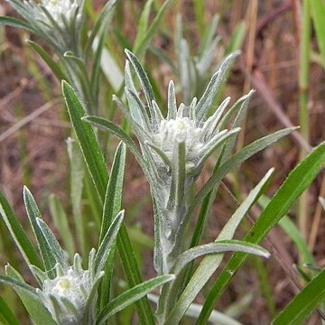 Omalotheca sylvatica unspecified picture