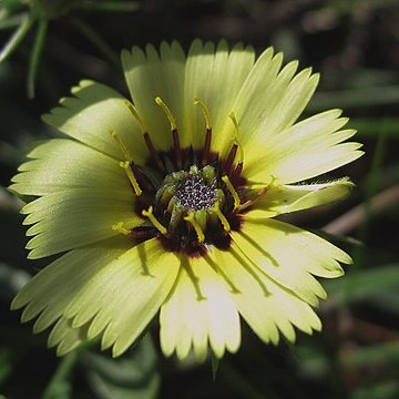 Hispidella hispanica unspecified picture