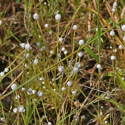 Eriocaulon heterolepis unspecified picture