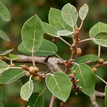 Ficus mollis unspecified picture