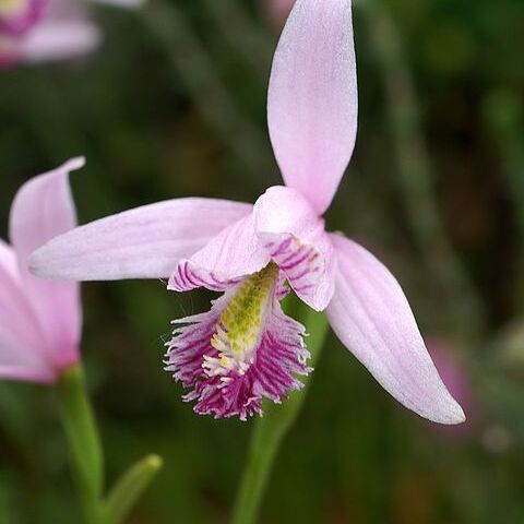 Pogonia unspecified picture