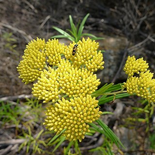 Cassinia aureonitens unspecified picture