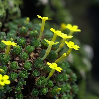 Dionysia iranica unspecified picture