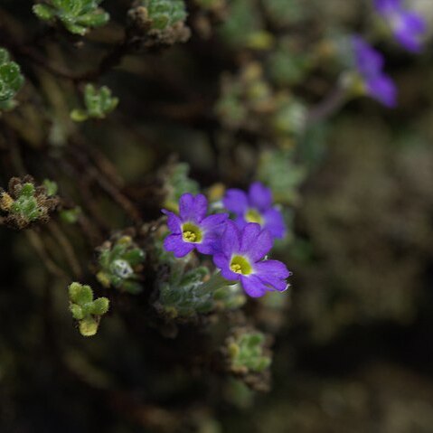 Dionysia archibaldii unspecified picture