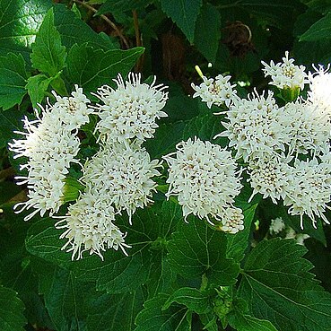 Ageratina glechonophylla unspecified picture