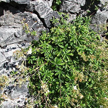 Potentilla alchimilloides unspecified picture