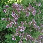 Origanum vulgare habit picture by Fabrice Rubio (cc-by-sa)