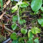 Viola reichenbachiana habit picture by michel cosme (cc-by-sa)