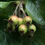 Crataegus crus-galli fruit picture by bob bob petra (cc-by-sa)