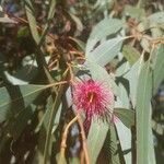 Eucalyptus leucoxylon flower picture by Brewsipper (cc-by-sa)