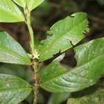 Erythroxylum macrophyllum leaf picture by Nelson Zamora Villalobos (cc-by-nc)