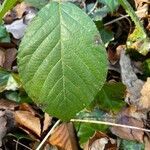 Rubus macrophyllus leaf picture by asokha (cc-by-sa)