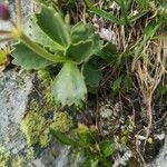 Primula hirsuta leaf picture by Béatrice Escande (cc-by-sa)