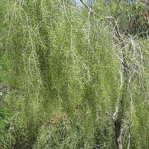 Acacia estrophiolata unspecified picture