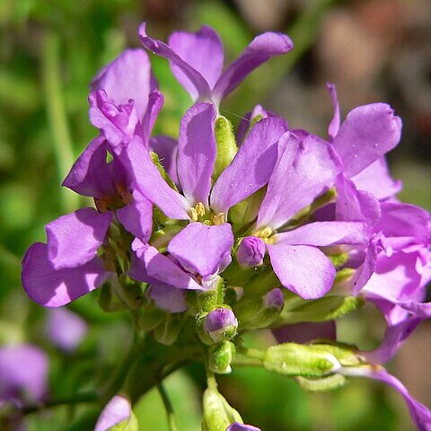 Arabis blepharophylla unspecified picture