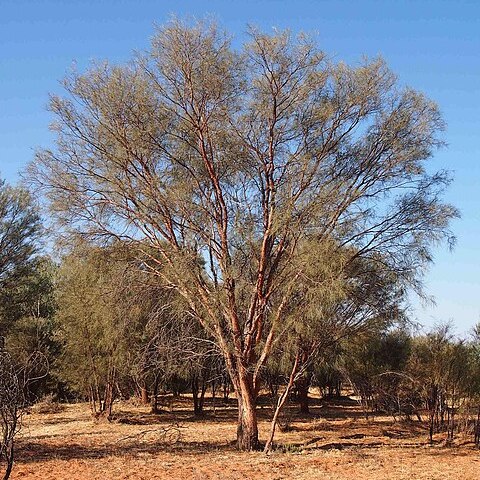 Acacia cyperophylla unspecified picture