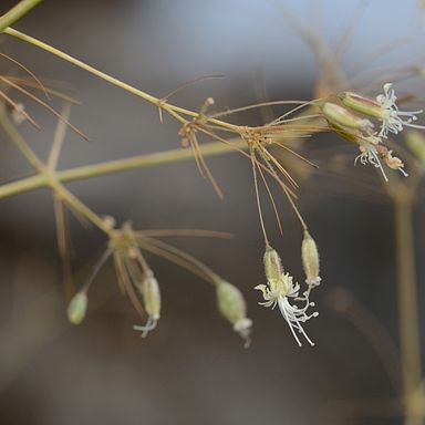 Ankyropetalum unspecified picture