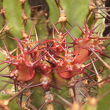 Euphorbia zoutpansbergensis unspecified picture