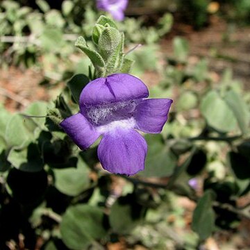 Eremophila mackinlayi unspecified picture