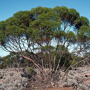 Eucalyptus brachycalyx unspecified picture