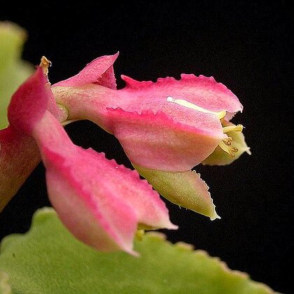 Euphorbia neoarborescens unspecified picture