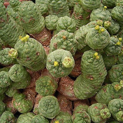 Euphorbia pseudoglobosa unspecified picture