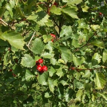 Crataegus flabellata unspecified picture