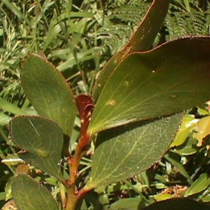 Acacia phlebophylla unspecified picture