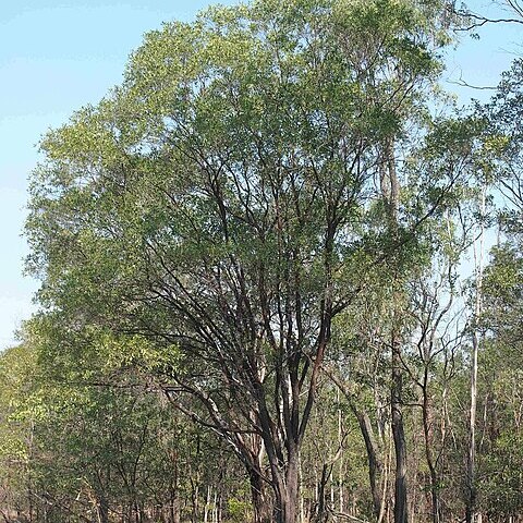 Acacia rhodoxylon unspecified picture